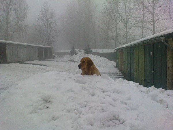飼主應該要了解自己有義務保護寵物的性命安全。 取自維基創用cc