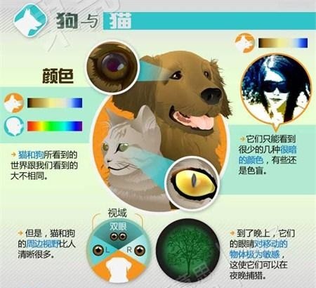 貓狗雖然不能分辨紅色，但牠們視域可是比人類寬廣許多喔！　取自網路