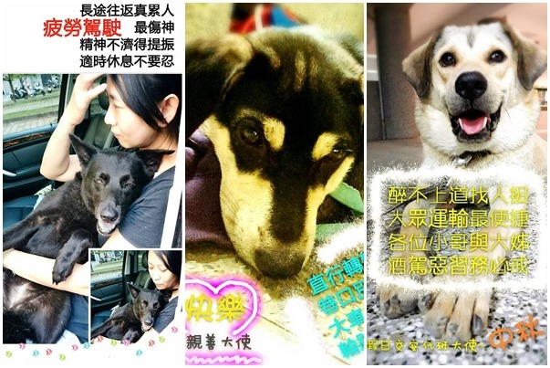 平常與老黑為伴的另外兩隻校犬「中秋」(圖右)、「快樂」(圖中)，在老黑走失後心情也比較低落。　取自左營國中交通安全你我他