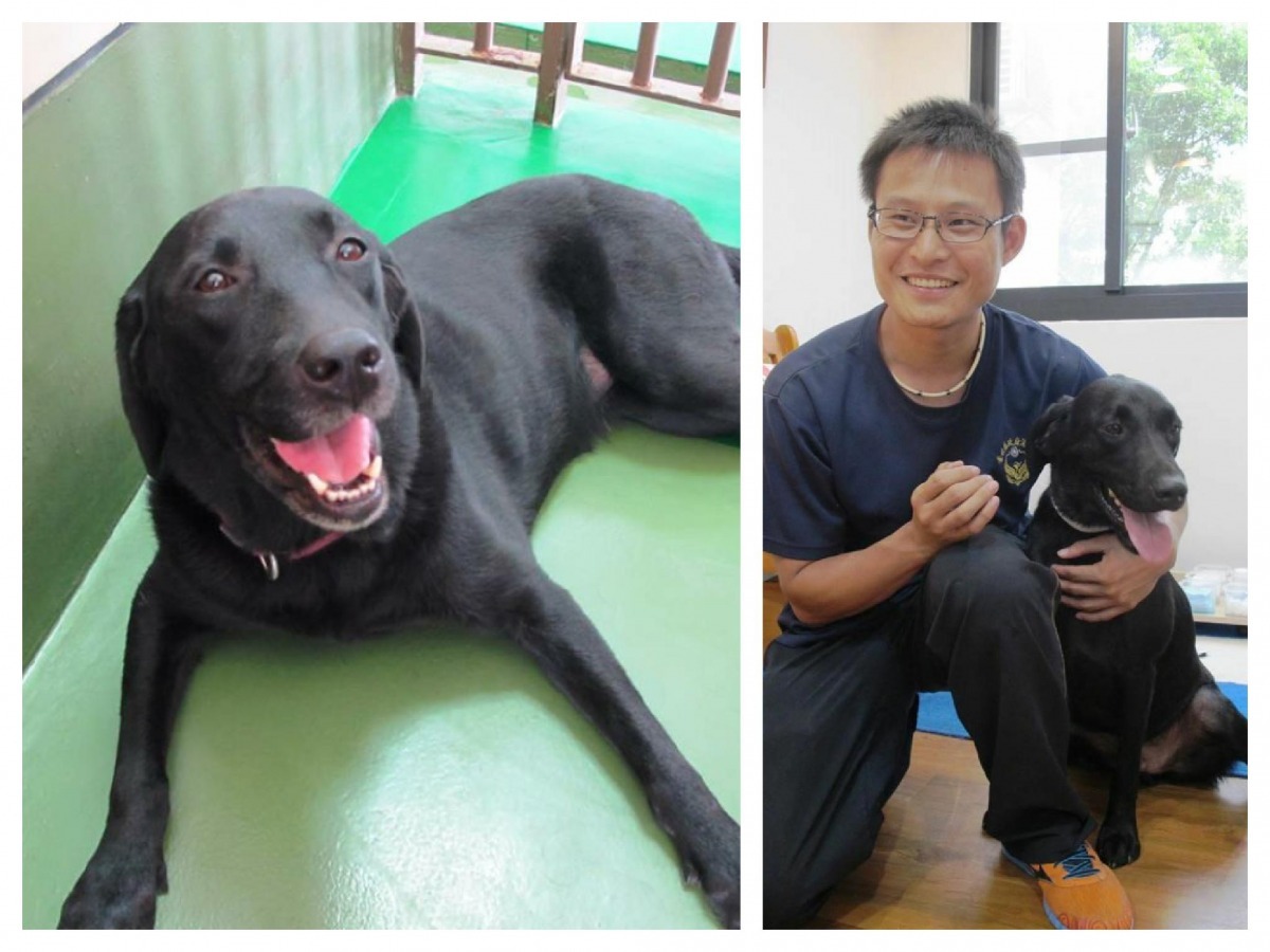 日前屏科大工作犬訓練中心的導聾犬Amber(左)、及屏東縣消防局搜救犬Xander(右)，都前往輸血醫學中心捐血。   取自取自屏東科技大學獸醫輸血醫學中心 - NPUST VTMC