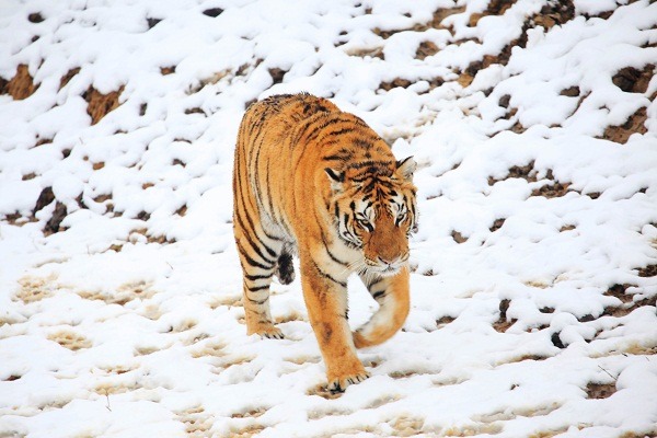 《復仇與求生》一書的主角,正是野外數量不到500隻的西伯利亞虎(又名東北虎、阿穆爾虎),因盜獵問題嚴重導致數量急遽下降。 中新社