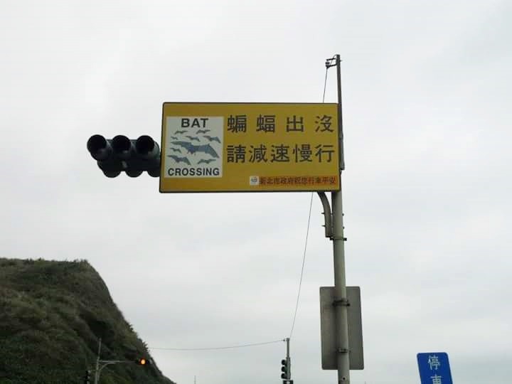 東北角也有一個相當特別的小心蝙蝠警示牌。 郭敏儒/授權提供