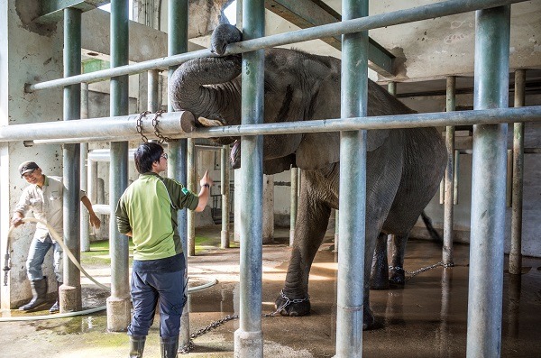 方建華需要逐漸和大象打好關係，在大象調皮搗蛋時要讓大象知道不行。　台北動物園-黃陳浩/攝