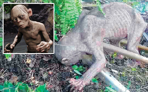 馬來西亞一處棕櫚林中，工人發現了一隻神似魔戒「咕嚕」的生物，被推斷應該是罹患皮膚病的馬來熊。　取自Kosmo!