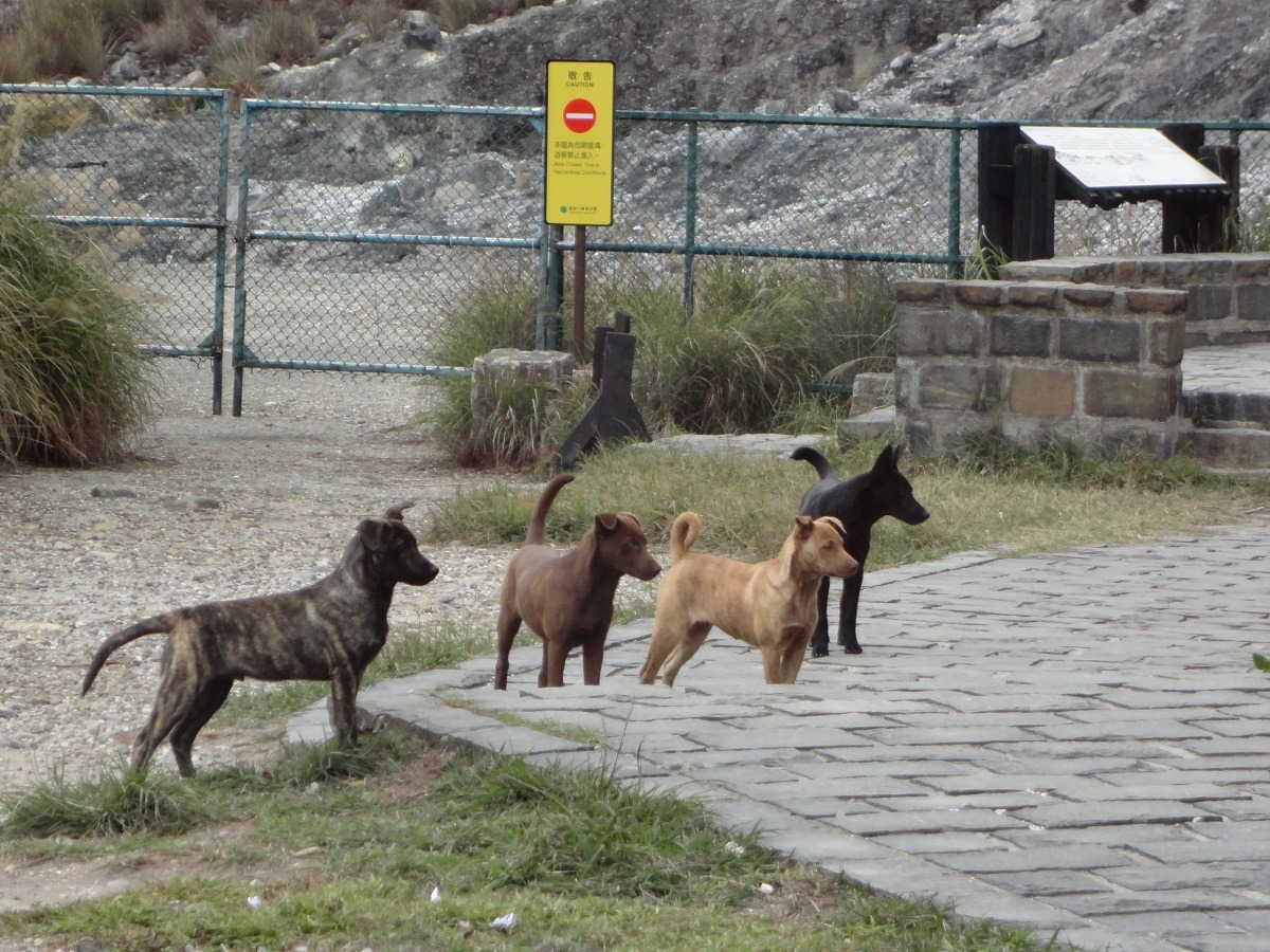 國家公園擬增定禁止餵食遊蕩動物內容，引起動保人士反彈，但禁止餵食就能解決現有問題嗎？一起來探討。　陽管處/提供