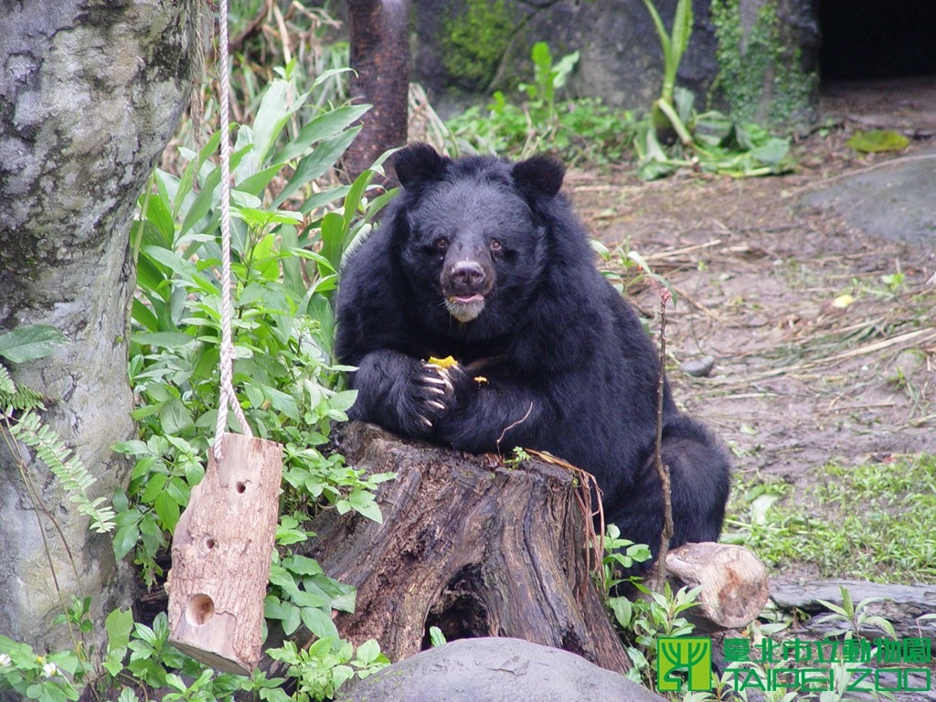 動物園上週發生亞洲黑熊攻擊保育員的意外,將全面進行內部檢討。 台北動物園/提供