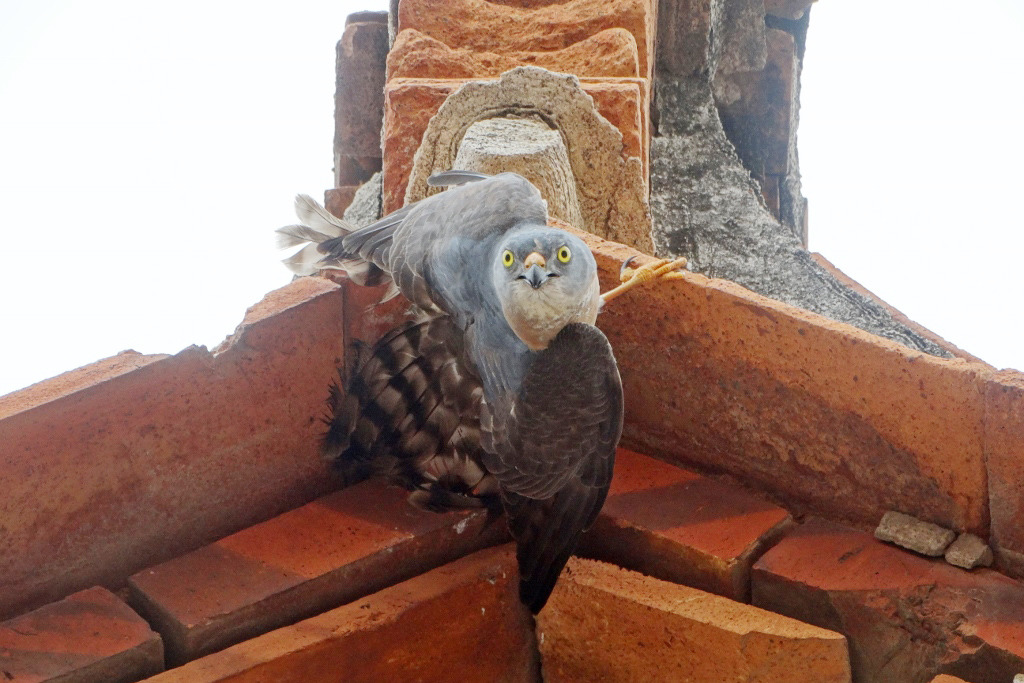 金門一間古厝民宿的屋簷上，出現一隻像是裝飾品的赤腹鷹？！　金門縣政府/提供