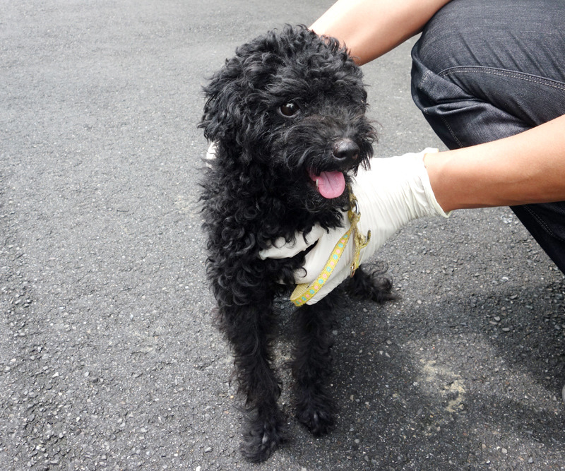 流浪的黑寶被好心民眾送交至動保處，也解決了他長期的隱睪症。　新北市動保處/提供