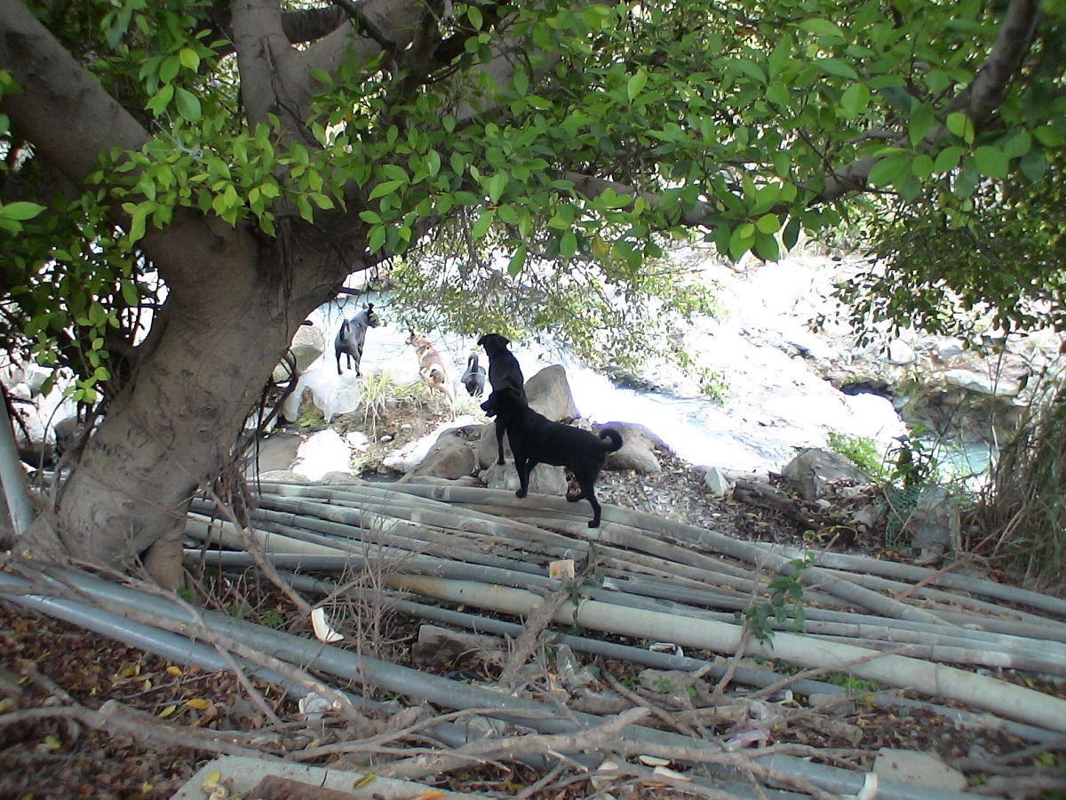 國家公園地形複雜，狗狗有辦法垂直下坡，但人沒有專業設備卻無法，在這樣情況下捕捉的困難度相當地高。　陽管處/提供