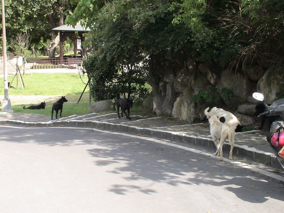 陽管處明年度開始會對國家公園內的遊蕩動物作基礎調查。　陽管處/提供