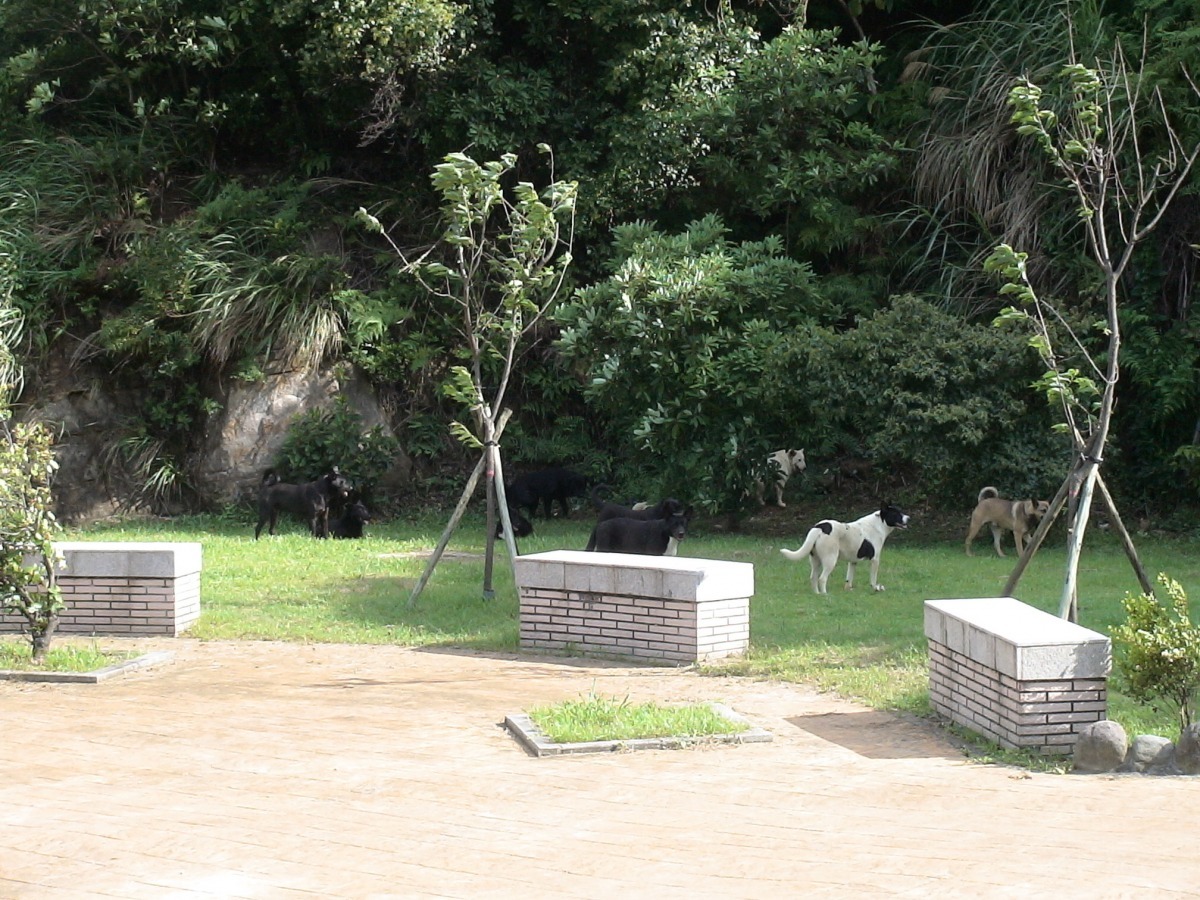 禁止擅自餵食遊蕩動物的規定日前已公告上路，初期將以規勸為主。　陽管處/提供