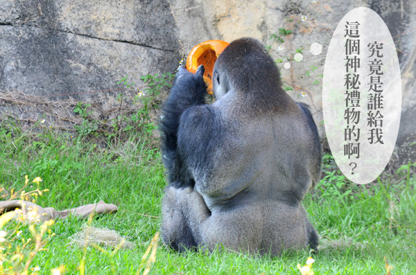 金剛猩猩寶寶拿起中空的南瓜想仔細瞧瞧。