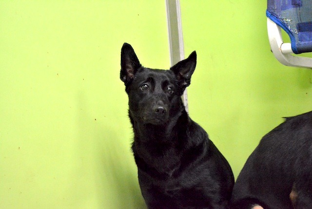 剛被送到收容所的萊萊,與大狗關在同一個籠子中,表情相當驚恐令人不捨。 取自貓狗同樂會