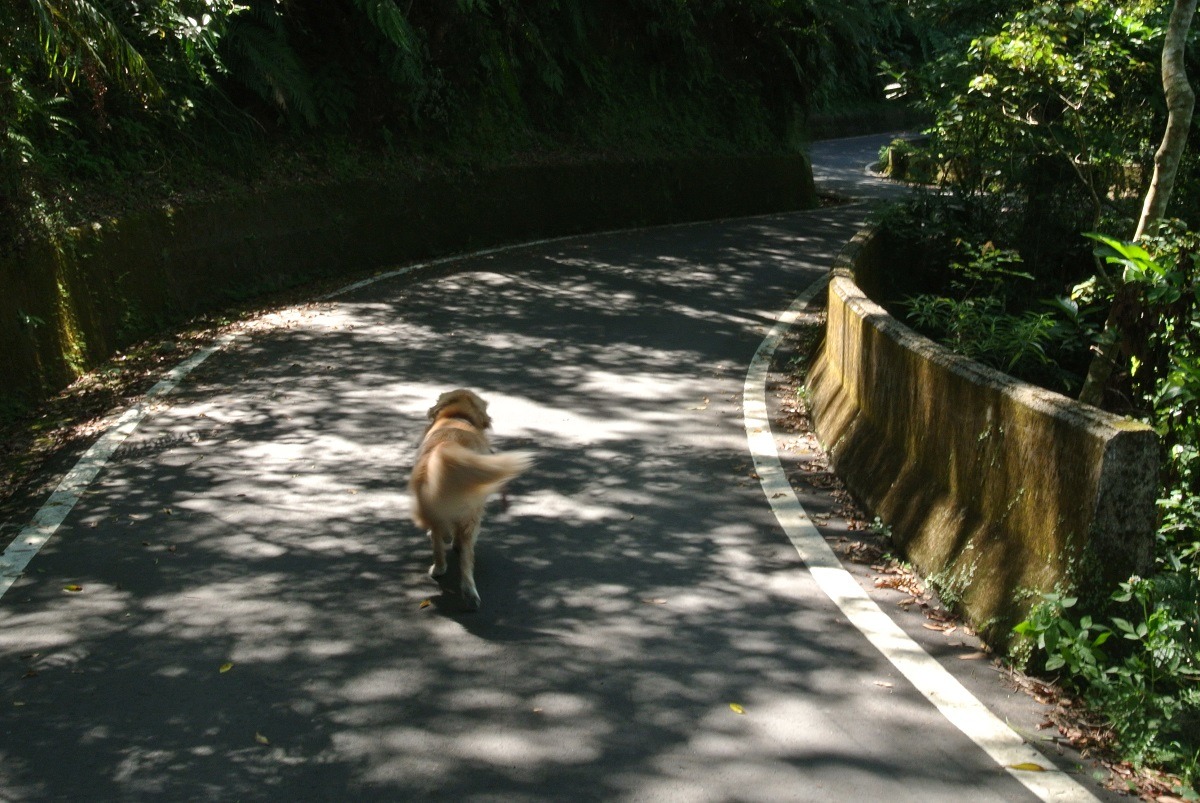 林清盛笑說，王丰也在臉書留言寫到：「我這裡狗很多，等你自己來牽狗。」這番話鼓勵自己再養狗。　新經典文化/提供
