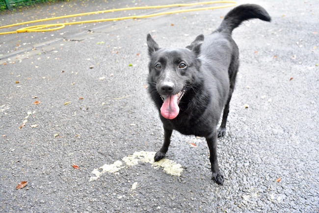 模樣討喜的萊萊在收容所近3年,終於找到了一個家! 取自貓狗同樂會