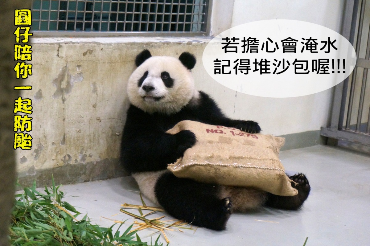 動物園管理人員全年無休,就算颱風天也不例外! 台北動物園-林秀穎/攝