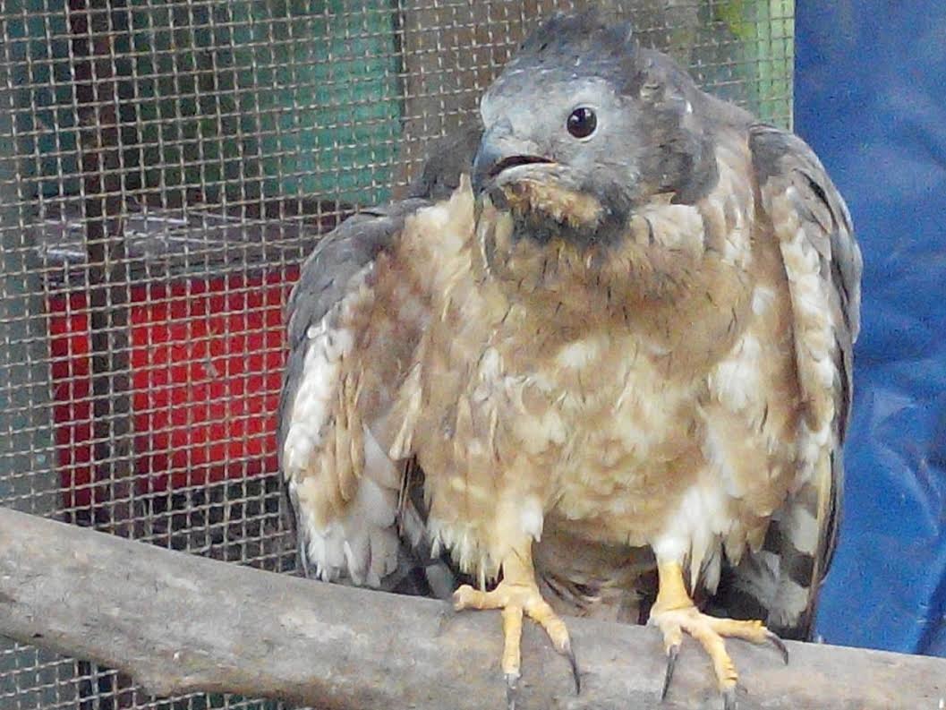 台北市野鳥學會得得之家收容了一隻挑食的蜂鷹，工作人員正努力尋找牠喜愛的食材。　台北野鳥學會/提供