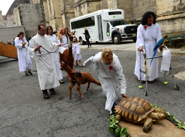 受到祝福的動物除了常見的貓狗,還有鸚鵡、烏龜、羊駝等等。 取自《紐約每日新聞》