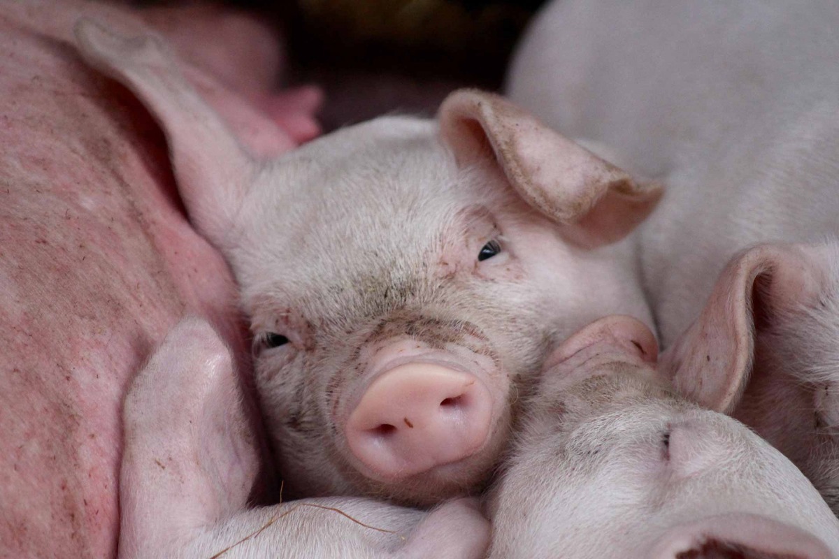 第二名:準備小睡的小豬。 /Lily Edwards