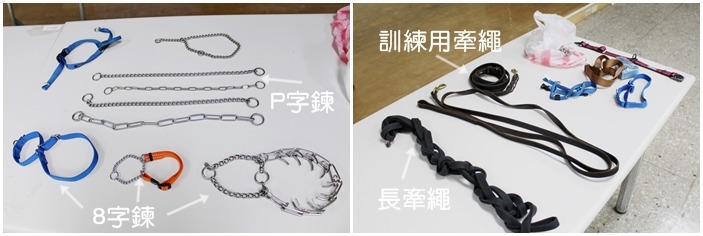 祁偉廉講解訓練時使用的牽繩、以及不同的頸圈,他說,訓練的工作要針對不同狗狗挑選,而左圖右下角的8字鍊看似可怕,但國外仍有在使用,祁偉廉解釋向內的棒狀物並不會刺痛狗狗,而是像捏,末端也都會確保是鈍狀。 何宜/攝