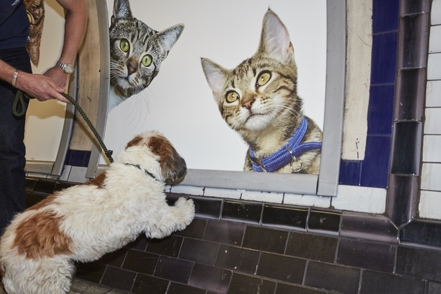 汪星人：「下次就輪到我佔領這些廣告牆面了！」　取自C.A.T.S募資計畫