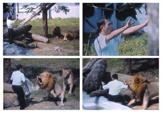 台北市立動物園2004年時也發生過遊客擅闖獅子展示場的意外，這類事件也在國際上屢見不鮮。   取自網路