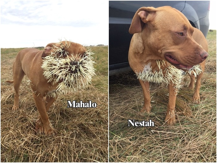 3隻狗都遭到豪豬攻擊，不過以上圖兩隻傷勢較嚴重。　翻攝自gofundme.com