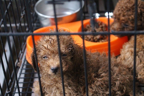 2015年破獲多間大型非法繁殖場，讓各縣市動保處及動保團體疲於奔命。　李娉婷/攝