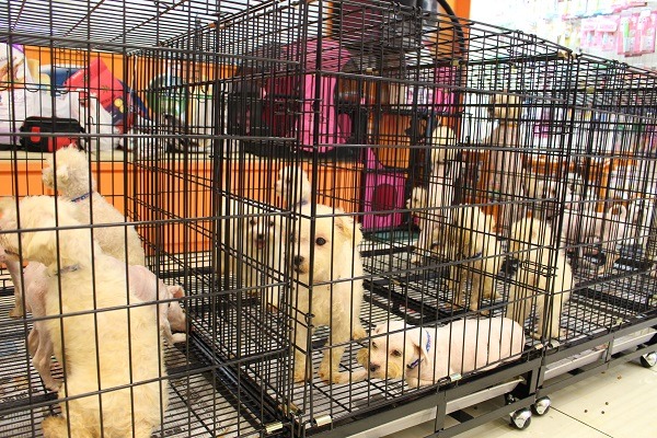 遭查獲皆屬品種犬，也造成需多民眾爭相領養、大排長龍、徹夜排隊等情況，讓許多民眾對相對之下難送養的米克斯感到心疼。　何宜/攝