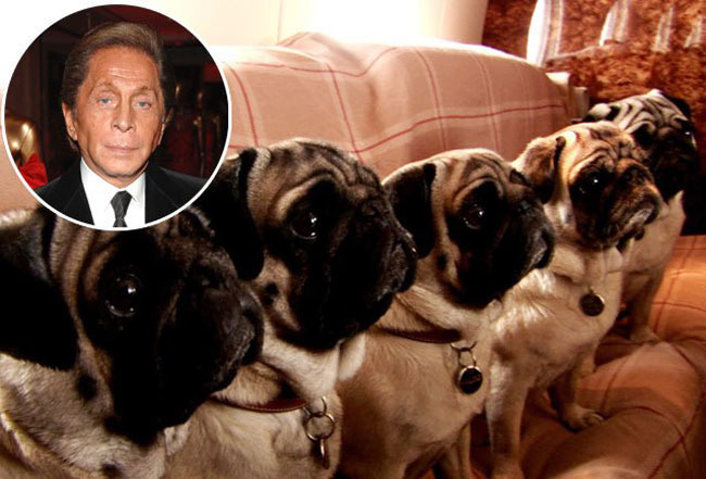 范倫鐵諾與他的5隻巴哥狗。 取自網路