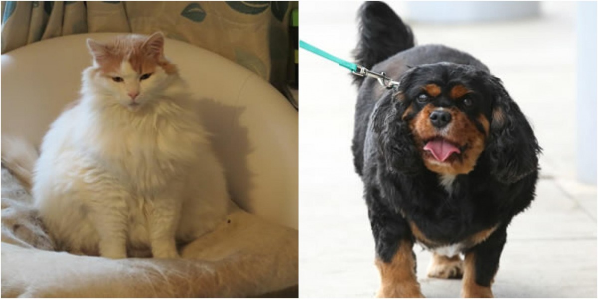 你的寵物過胖？或是好發糖尿病的品種？飼主記得要仔細觀察寵物是否有三多症狀！   取自PDSA