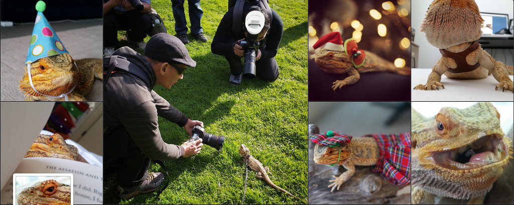 與主人一起住在澳洲的品客蜥蜴哥，目標是成功混入人類世界！　翻攝自instagram