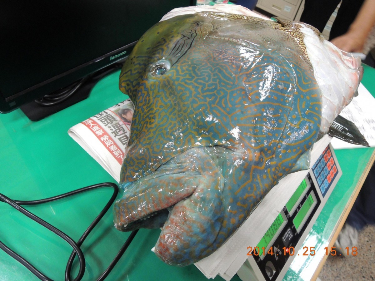 去年由台北市動保處查獲士林攤商同樣非法販賣蘇眉魚，現場賣到只剩下魚頭。　台北市動保處/提供