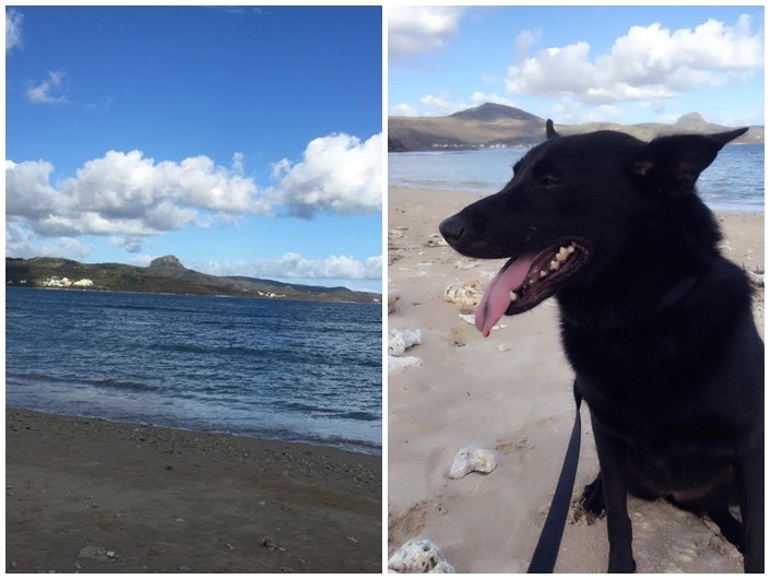 萊萊的領養人葉小姐週日帶著萊萊到海邊吹風，笑著說萊萊以後有看不完的海了！　葉小姐/提供