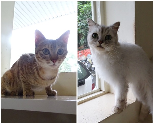 台北市一位房客因為好幾天沒有返回租屋處，房東擔心其飼養貓咪的安危，於是通報動保處，意外發現貓咪沒有辦理寵登。　台北動保處/提供