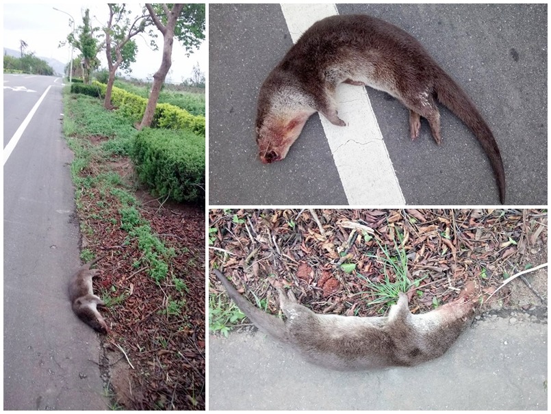 今日上午在金門縣述美國小附近又發現一隻遭路殺的歐亞水獺。 取自金門歐亞水獺保育聯盟