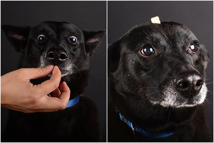 黑布幕前的黑狗，是不是反而覺得很活靈活現、富有生命力呢？　Animals Taiwan/提供