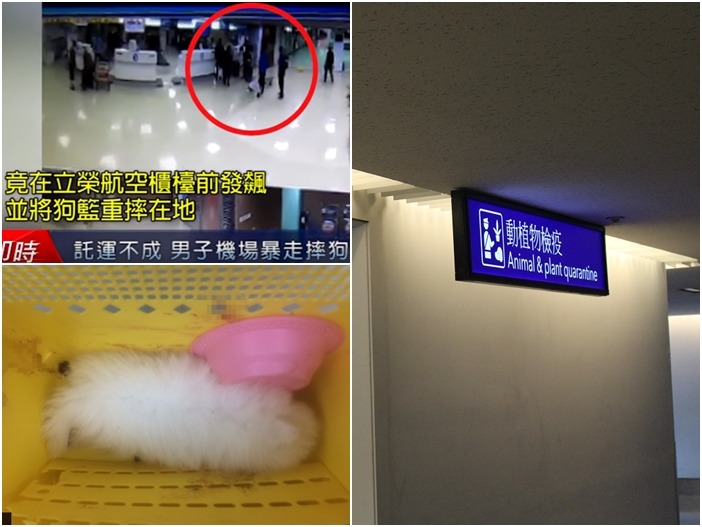 動物要到金門馬祖澎湖等離島，都需要做好檢疫程序。　(左上)翻攝自由時報影片、(左下)翻攝蘋果日報、(右圖)何宜/攝