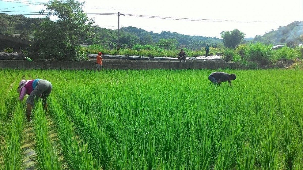 以無農藥無化肥友善耕作方式的吸引老鼠與野兔，進而也讓石虎有了食物。　取自楓樹窩石虎米臉書