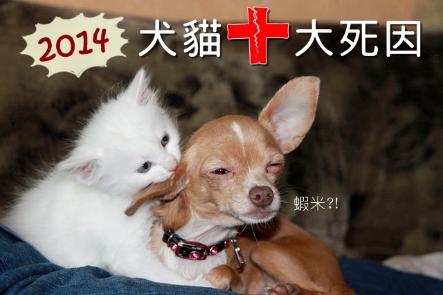 2014年台北市犬貓十大死亡原因排行出爐！　取自free photo pixabay