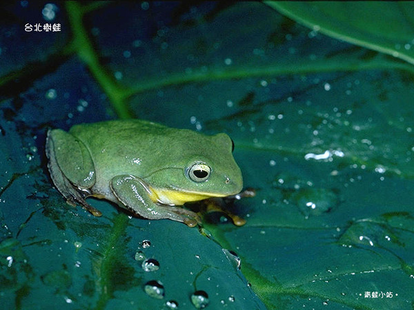 台灣島上的蛙類有33種，楊懿如10年學術研究則與特有種的台北樹蛙緊緊相繫。