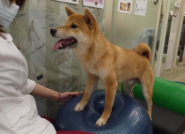 林欣怡在日本ALMA看見動物復健前後的驚人改變，也讓她決定深入鑽研。   艾爾瑪/提供