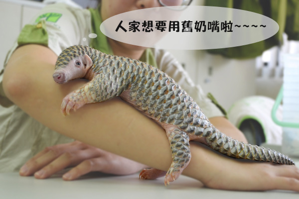 可愛的芎梧現在相當依賴保育員，而動物園也都緊盯他的健康狀況！　台北動物園/提供