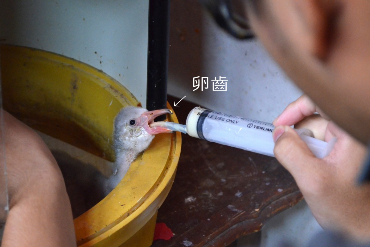 卵齒是鳥類寶寶用來敲破彈殼的利器，是出生後面臨的第一道考驗！　台北動物園-陳瑋玥/攝