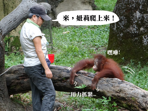 臂力對紅毛猩猩相當重要，在混合族群前，妞莉必須熟悉複雜的戶外展場。　台北動物園/提供
