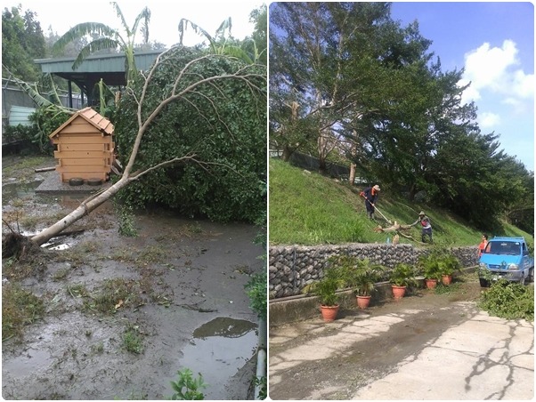 高雄動物之家園區有倒塌樹木,目前都已經在9日清理完畢。 高雄市動保處/提供