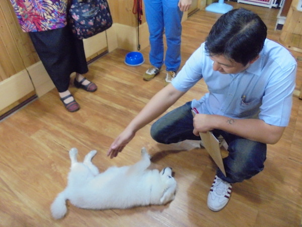 地方動保機關近年紛紛積極制定自治條例，以補強《動保法》的不足。   取自高雄市動保處