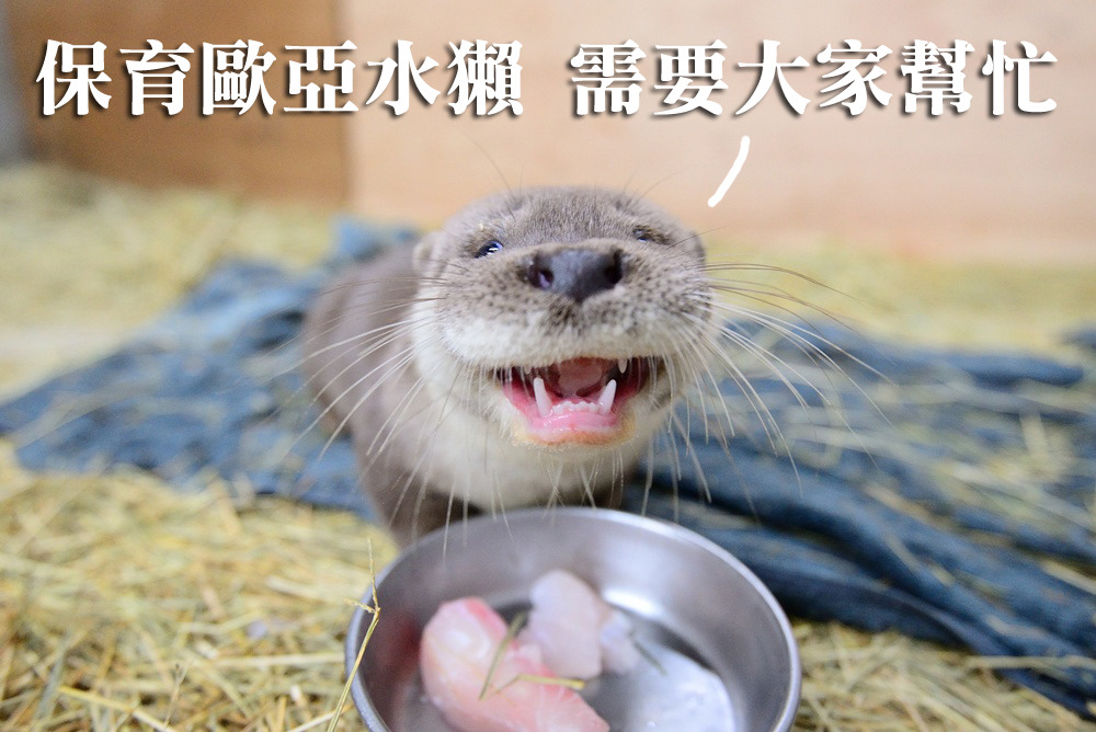 歐亞水獺的棲地正在減少。　台北動物園/提供