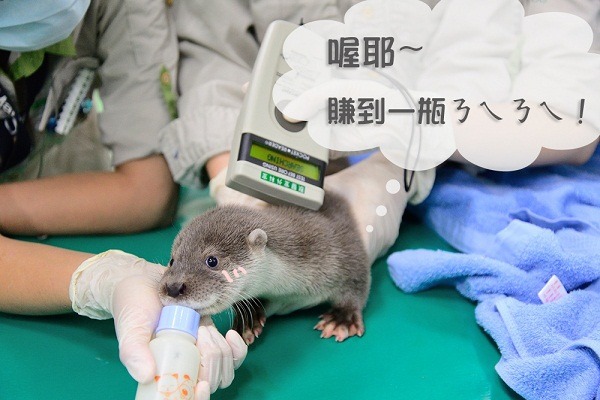 保育員以奶瓶吸引水獺兄弟注意力。　台北市立動物園/提供