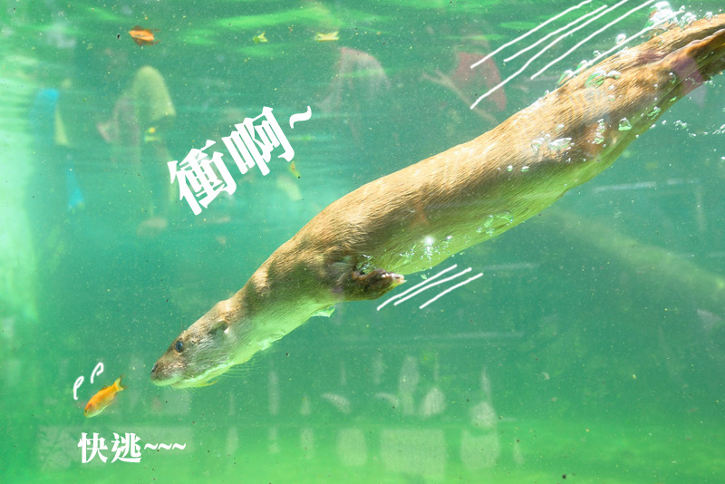 哥哥大金正在全力衝刺追逐眼前美味的食物。 台北動物園/提供